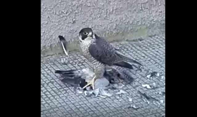 Bari, falco pellegrino atterra in via Giulio Petroni e si divora un colombo: il video